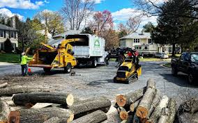 Best Palm Tree Trimming  in Methuen Town, MA