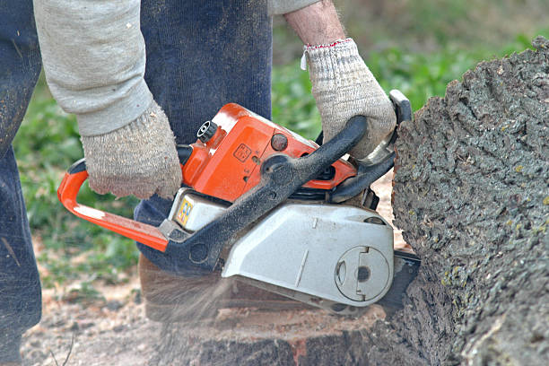 Best Tree Maintenance Programs  in Methuen Town, MA